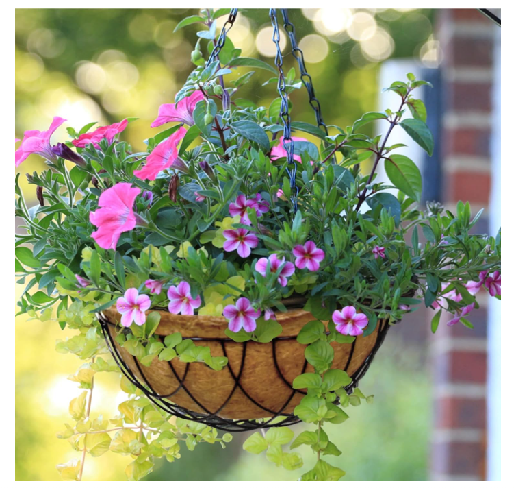 Palm Naki Coconut Coir Hanging Planter - No Promo Code Needed!