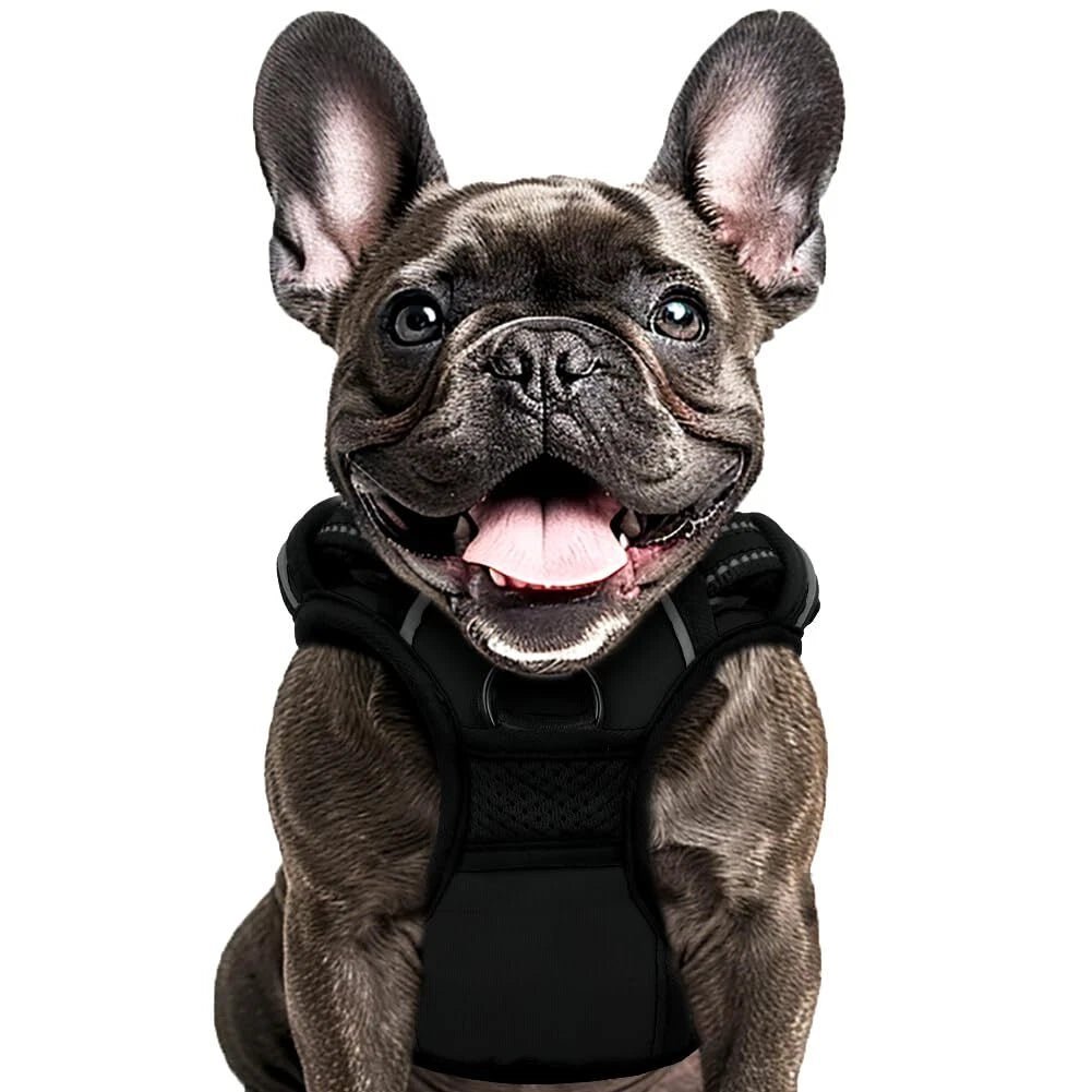 Buddy's Best Dog Harness - No Promo Code Needed!