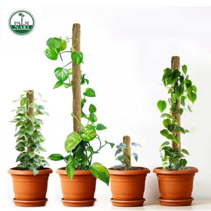 Palm Naki Coconut Coir Totem Pole Plant Support - Null