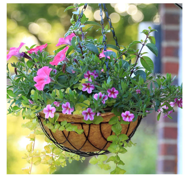 Palm Naki Coconut Coir Hanging Metal Planters - No Promo Code Needed!