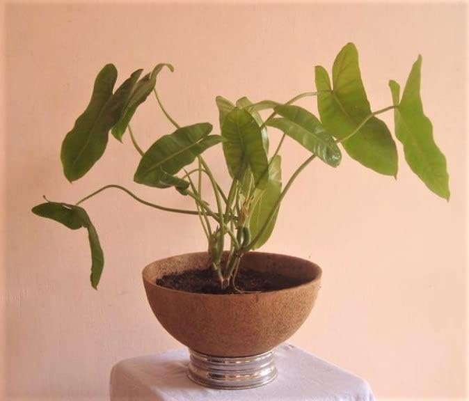 Palm Naki Coconut Coir Hanging Planter Liners - No Promo Code Needed!