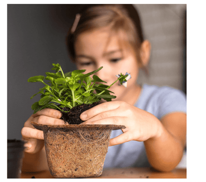 Palm Naki Garden Pot Spanish - No Promo Code Needed!