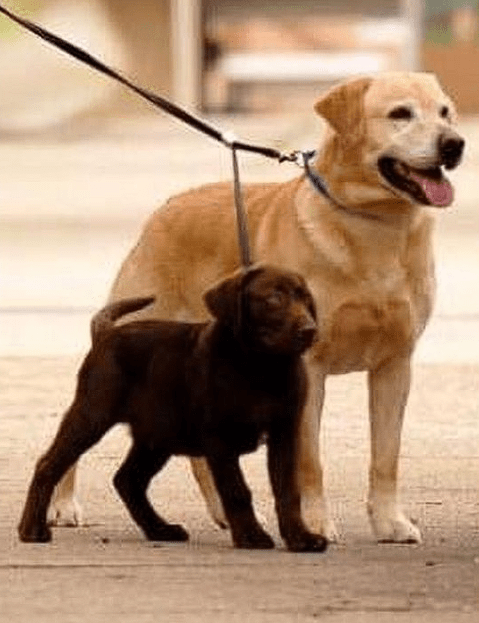 Sporn Pet Products Double Dog Leash Adjustable 708443100799 No Promo Code Needed!